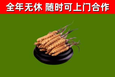 宁南回收散虫草