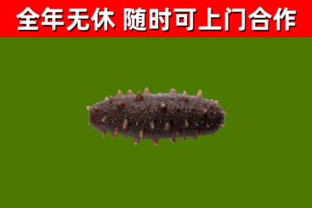 宁南回收海参干